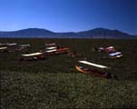 Le lac de Chapala est régulièrement envahit par des herbes.