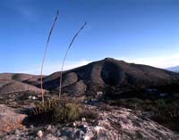 Les collines autour de Cerro de San Pedro.